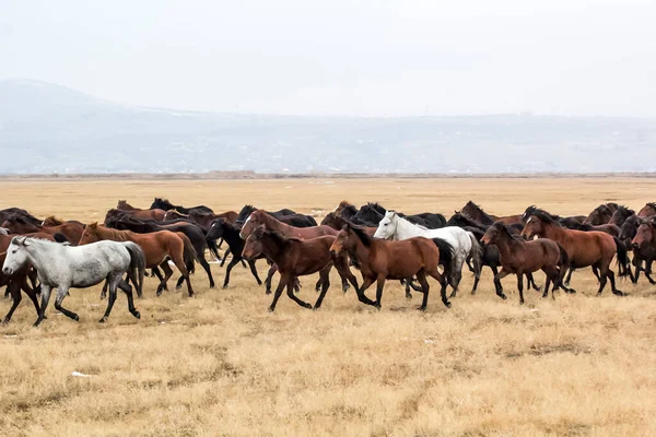 Troupeau Chevaux Run Kayseri Yilki Atlari Yilki Chevaux — Photo