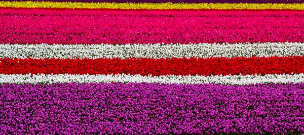 Colorati Campi Tulipani Giardino — Foto Stock