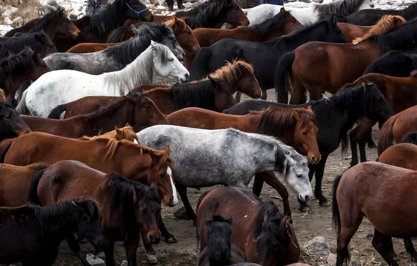 Horses Herd Run Kayseri Yilki Atlari Yilki Horses — стокове фото