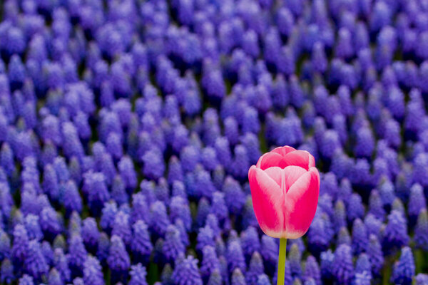 Фестиваль тюльпанов в Фарган-парке, историческом городском парке, расположенном в районе Сариер Стамбула, Турция. Красочные тюльпаны в парке Эмирган
.