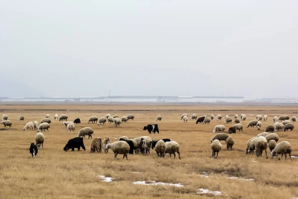 自然に生息する羊の群れ — ストック写真