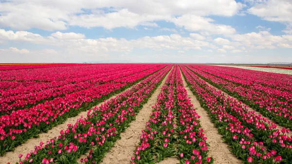 Barevné Tulipány Pole Zahrada — Stock fotografie