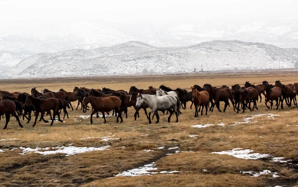 Cavalos Herd Run Kayseri Yilki Atlari Yilki Cavalos — Fotografia de Stock