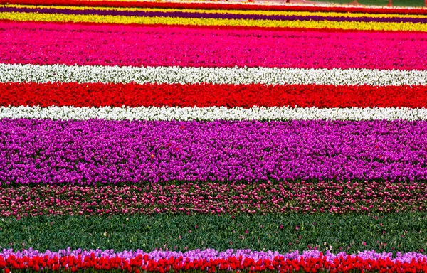 Colorati Campi Tulipani Giardino — Foto Stock