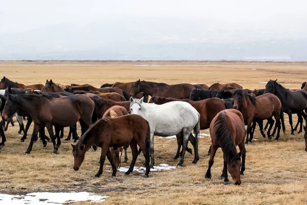 Horses Herd Run Kayseri Yilki Atlari Yilki Horses — стокове фото