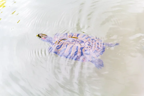 turtle animal on water background