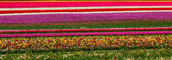 Bunte Tulpenfelder Garten — Stockfoto