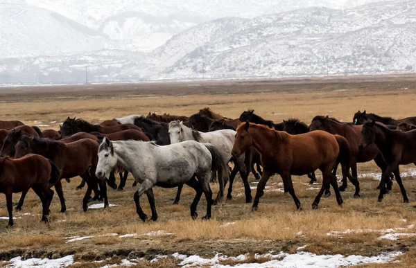 Cavalos Herd Run Kayseri Yilki Atlari Yilki Cavalos — Fotografia de Stock