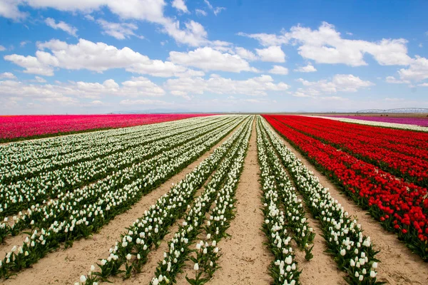 Colorati Campi Tulipani Giardino — Foto Stock