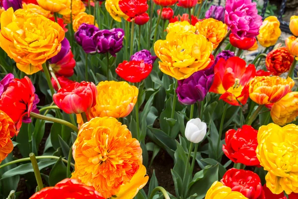 Tulpenfest Emirgan Park Einem Historischen Stadtpark Istanbuler Stadtteil Sariyer Bunte — Stockfoto