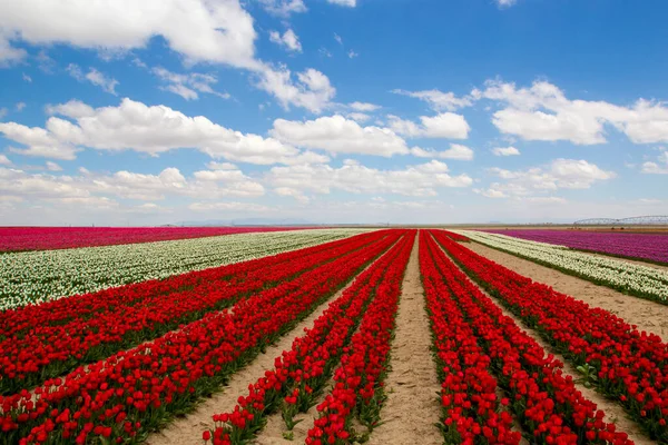 Barevné Tulipány Pole Zahrada — Stock fotografie