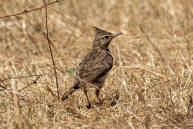 Ormanda çimlerin üzerinde bir kuş
