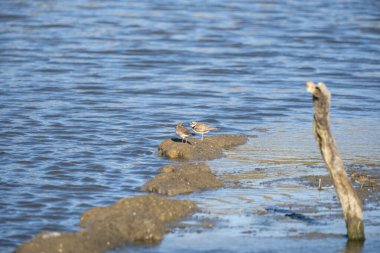 Sahilde bir çift martı.