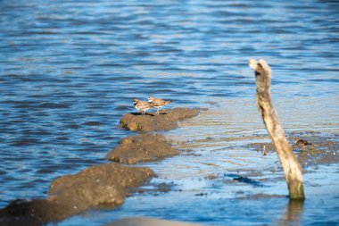 Nehir kıyısında bir martı.
