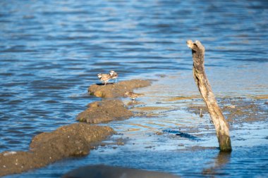 Akşamları nehir kıyısında bir kuş.
