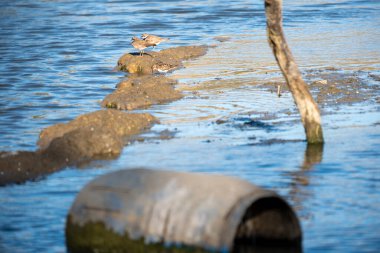 Nehir kıyısında eğil.