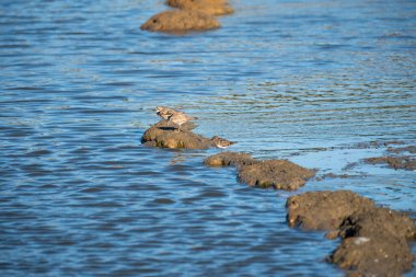 Gölde bir martı sürüsü