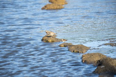 Gölde bir kaz sürüsü