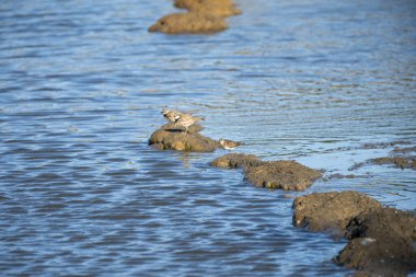 Kumsalda kuş sürüsü