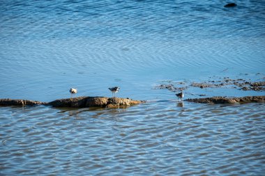 Sahilde mavi deniz arka planında bir kuşun dikey görüntüsü.