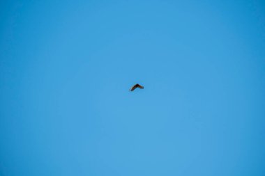 mavi gökyüzünde uçan bir kuş