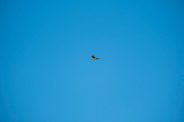 Mavi gökyüzünde uçan kuş..