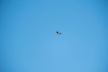 Mavi gökyüzünde uçan kuş