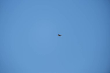 Mavi gökyüzünde uçan martı