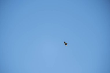 açık mavi gökyüzünde uçan kartal