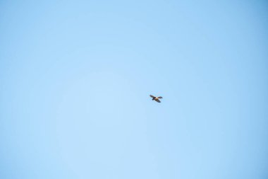 Gökyüzünde uçan kuş