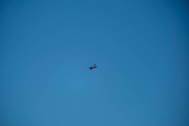 mavi gökyüzünde uçan kuş