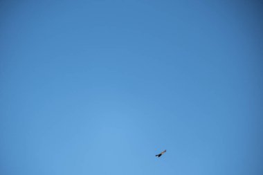 Mavi gökyüzü ile havada uçan bir martının yüksek açılı görüntüsü.