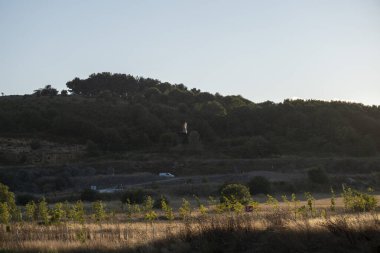 Kırsaldaki tepelerde bir zeytin ağacının dikey görüntüsü.