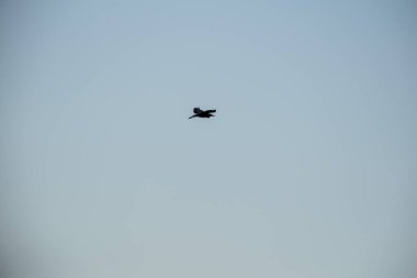 martı gökyüzünde uçar