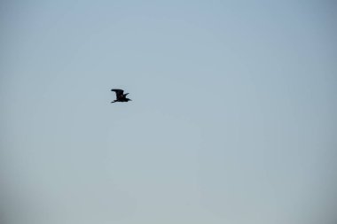 Gökyüzünde uçan kuşlar