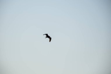 Martı gökyüzünde uçuyor.