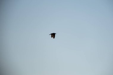 Gökyüzünde bir kuş