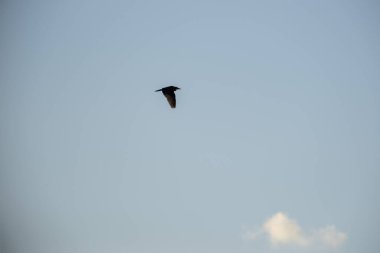 Bir kuş mavi gökyüzüne doğru uçuyor