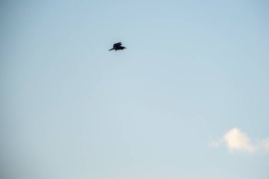 Yırtıcı kuş uçuyor.