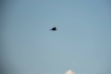 Kuş gökyüzünde uçuyor.