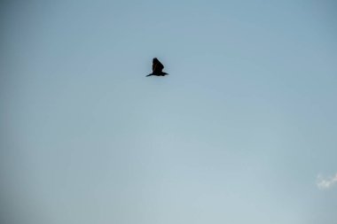 Gökyüzündeki kuş