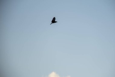 Gökyüzünde bir kuş