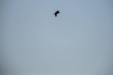 Kara karga bulutlu gökyüzüne doğru uçuyor