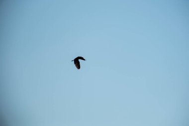 Martı gökyüzünde uçuyor.