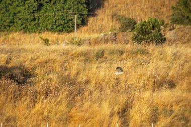 Otların arasında bir kuş