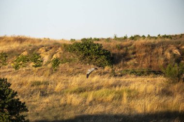 Ormandaki genç bir adamın güzel bir fotoğrafı.