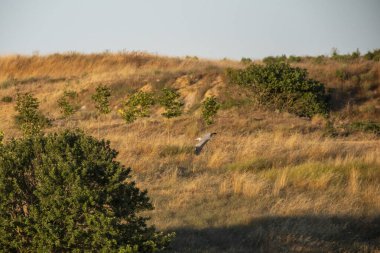 Tarladaki ağaçların arasında büyük bir siyah kartal duruyor..