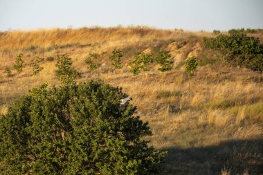 Yeşil çimlerin ve ağaçların dikey görüntüsü.