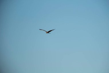 Gökyüzünde bir martı