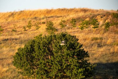 Ormanda küçük bir ev.